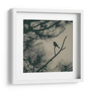 Pájaro De Caligrafía I - Elena Ray | Cuadro decorativo de Canvas Lab