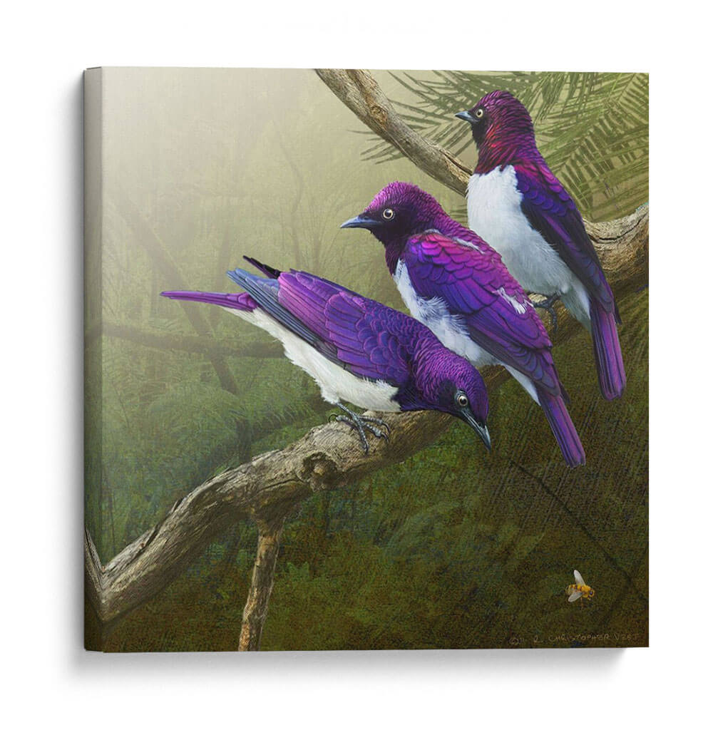 Starlings Africanos - Chris Vest | Cuadro decorativo de Canvas Lab