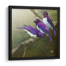 Starlings Africanos - Chris Vest | Cuadro decorativo de Canvas Lab