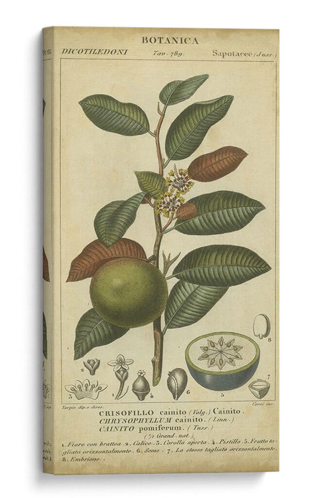 Exótico Botanica Iii - Turpin | Cuadro decorativo de Canvas Lab