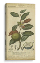 Exótico Botanica Iii - Turpin | Cuadro decorativo de Canvas Lab