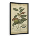 Exótico Botanica Iii - Turpin | Cuadro decorativo de Canvas Lab