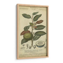Exótico Botanica Iii - Turpin | Cuadro decorativo de Canvas Lab