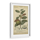 Exótico Botanica Iii - Turpin | Cuadro decorativo de Canvas Lab