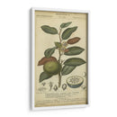 Exótico Botanica Iii - Turpin | Cuadro decorativo de Canvas Lab