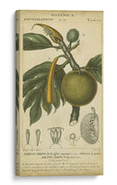 Exótico Botánica Iv - Turpin | Cuadro decorativo de Canvas Lab