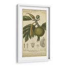 Exótico Botánica Iv - Turpin | Cuadro decorativo de Canvas Lab