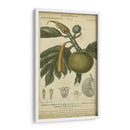 Exótico Botánica Iv - Turpin | Cuadro decorativo de Canvas Lab