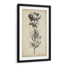 Belleza Singular Iii - Vision Studio | Cuadro decorativo de Canvas Lab