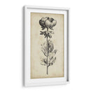 Belleza Singular Iii - Vision Studio | Cuadro decorativo de Canvas Lab