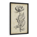 Belleza Singular Iv - Vision Studio | Cuadro decorativo de Canvas Lab