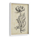 Belleza Singular Iv - Vision Studio | Cuadro decorativo de Canvas Lab