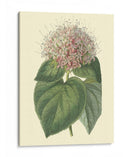 Cerdoendron Fragante - Sydenham Edwards | Cuadro decorativo de Canvas Lab