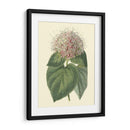 Cerdoendron Fragante - Sydenham Edwards | Cuadro decorativo de Canvas Lab