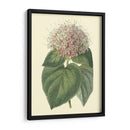 Cerdoendron Fragante - Sydenham Edwards | Cuadro decorativo de Canvas Lab