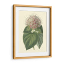 Cerdoendron Fragante - Sydenham Edwards | Cuadro decorativo de Canvas Lab