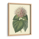 Cerdoendron Fragante - Sydenham Edwards | Cuadro decorativo de Canvas Lab