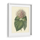 Cerdoendron Fragante - Sydenham Edwards | Cuadro decorativo de Canvas Lab