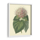 Cerdoendron Fragante - Sydenham Edwards | Cuadro decorativo de Canvas Lab