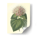 Cerdoendron Fragante - Sydenham Edwards | Cuadro decorativo de Canvas Lab