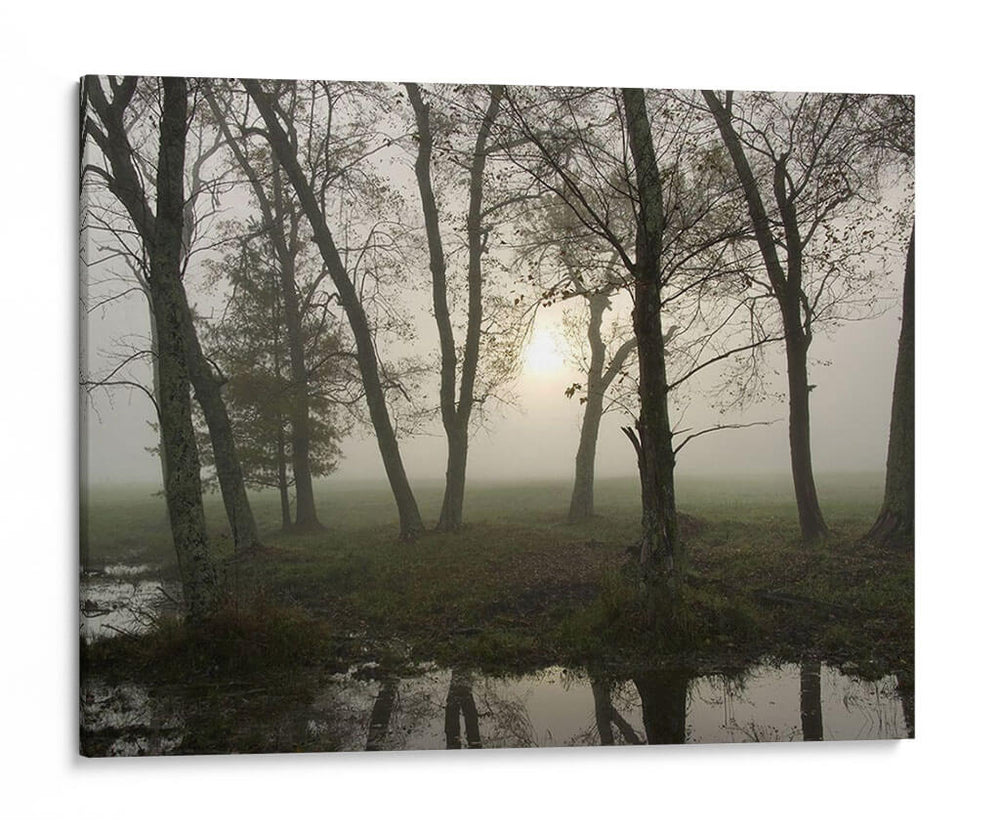 Reflexiones De La Naturaleza. - Danny Head | Cuadro decorativo de Canvas Lab