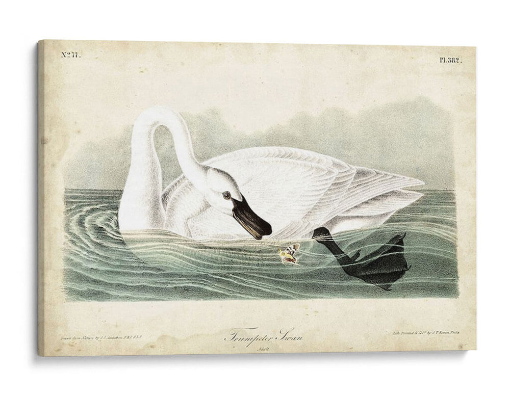 Trumpeter Swan I - John James Audubon | Cuadro decorativo de Canvas Lab