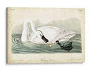 Trumpeter Swan I - John James Audubon | Cuadro decorativo de Canvas Lab