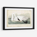 Trumpeter Swan I - John James Audubon | Cuadro decorativo de Canvas Lab