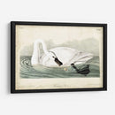 Trumpeter Swan I - John James Audubon | Cuadro decorativo de Canvas Lab
