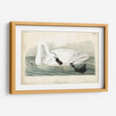 Trumpeter Swan I - John James Audubon | Cuadro decorativo de Canvas Lab