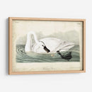 Trumpeter Swan I - John James Audubon | Cuadro decorativo de Canvas Lab