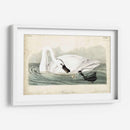 Trumpeter Swan I - John James Audubon | Cuadro decorativo de Canvas Lab