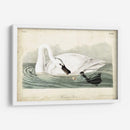 Trumpeter Swan I - John James Audubon | Cuadro decorativo de Canvas Lab
