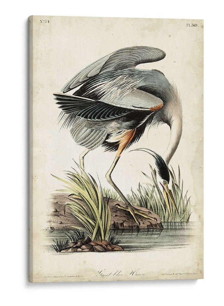 Gran Garza Azul - John James Audubon | Cuadro decorativo de Canvas Lab