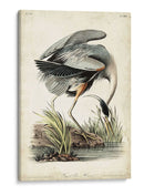 Gran Garza Azul - John James Audubon | Cuadro decorativo de Canvas Lab