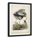 Gran Garza Azul - John James Audubon | Cuadro decorativo de Canvas Lab