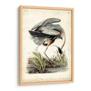 Gran Garza Azul - John James Audubon | Cuadro decorativo de Canvas Lab
