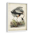 Gran Garza Azul - John James Audubon | Cuadro decorativo de Canvas Lab