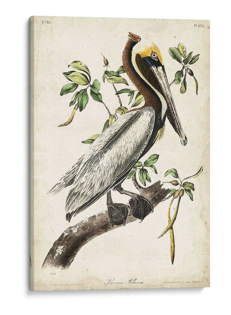 Pelícano Marrón II - John James Audubon | Cuadro decorativo de Canvas Lab