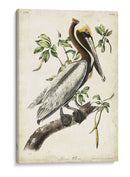 Pelícano Marrón II - John James Audubon | Cuadro decorativo de Canvas Lab