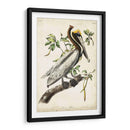 Pelícano Marrón II - John James Audubon | Cuadro decorativo de Canvas Lab
