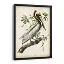 Pelícano Marrón II - John James Audubon | Cuadro decorativo de Canvas Lab