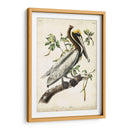 Pelícano Marrón II - John James Audubon | Cuadro decorativo de Canvas Lab