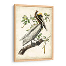 Pelícano Marrón II - John James Audubon | Cuadro decorativo de Canvas Lab