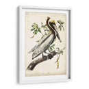Pelícano Marrón II - John James Audubon | Cuadro decorativo de Canvas Lab