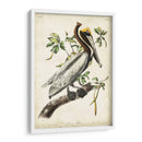 Pelícano Marrón II - John James Audubon | Cuadro decorativo de Canvas Lab