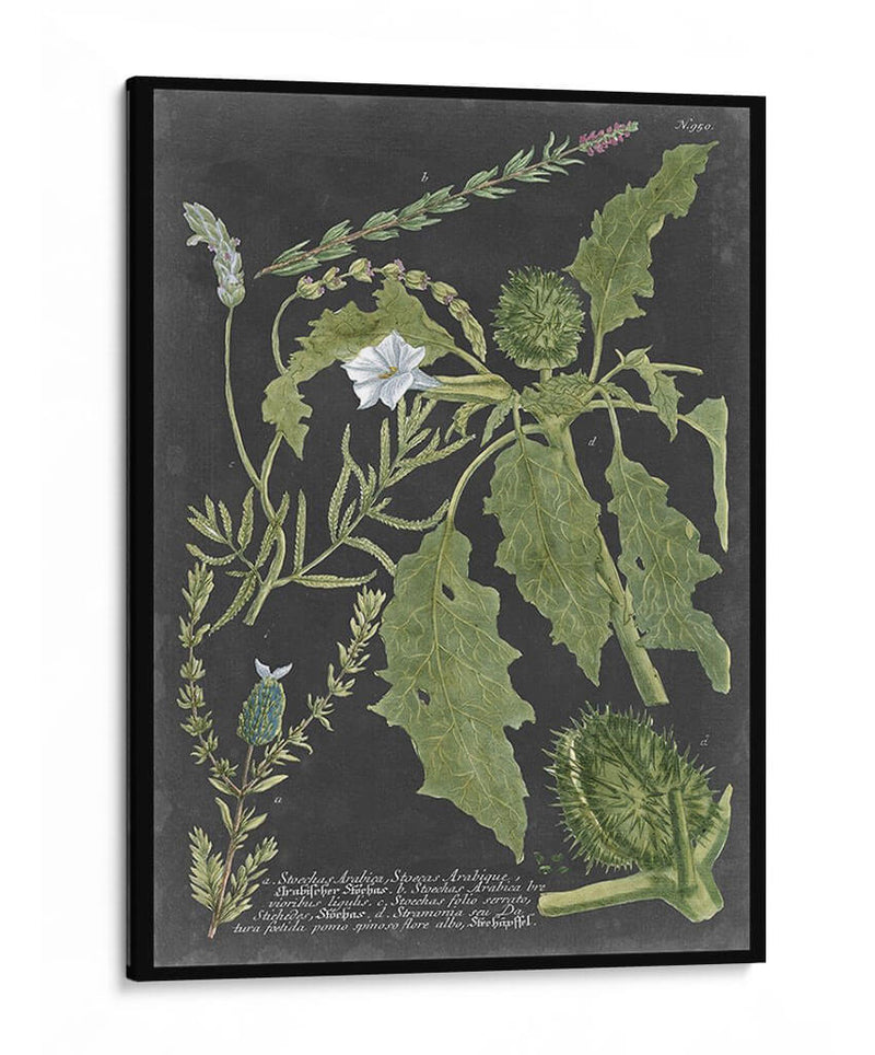 Dramático Weinmann Greenery Ii - Vision Studio | Cuadro decorativo de Canvas Lab