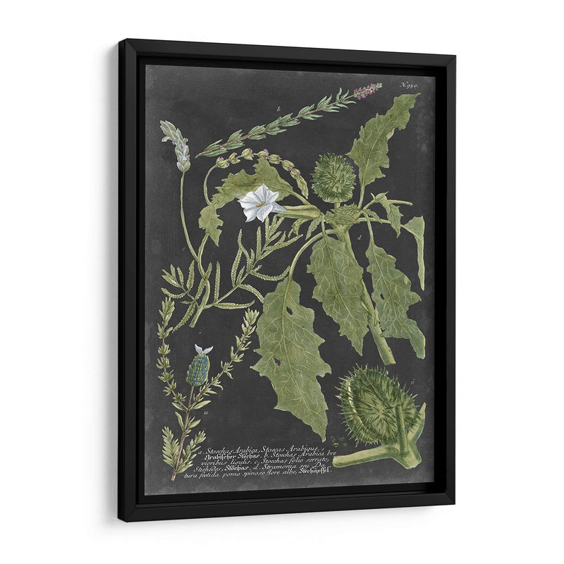 Dramático Weinmann Greenery Ii - Vision Studio | Cuadro decorativo de Canvas Lab