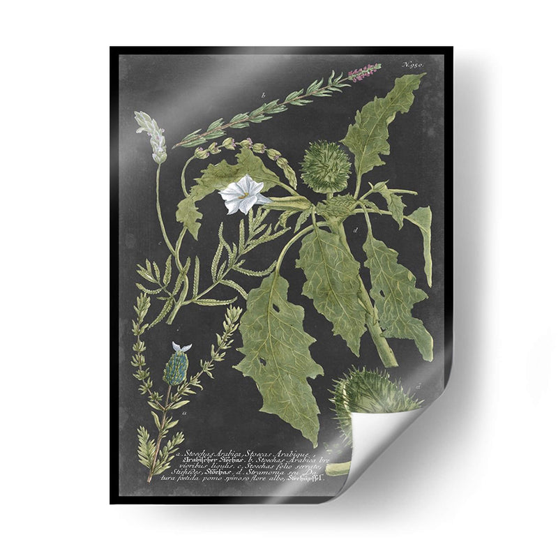 Dramático Weinmann Greenery Ii - Vision Studio | Cuadro decorativo de Canvas Lab