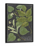 Dramático Weinmann Greenery Iii - Vision Studio | Cuadro decorativo de Canvas Lab